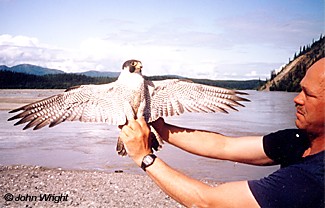 Wildlife biologist Peter Bente holds a peregrine falcon on the banks of the Tanana River Alaska has all three of North Americas peregrine falcon subspecies some winter in South America and some remain in Alaska all year