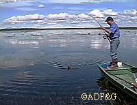 An angler with a northern pike on the line A 34minute instructional video shows the many ways northern pike can be taken in Southcentral