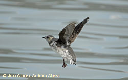 A Kittlitzs murrelet Photo by John Schoen Audubon Alaska