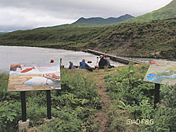 Watching bears on Kodiak Island