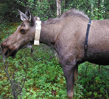 A heart rate belt transmits data to the researcher