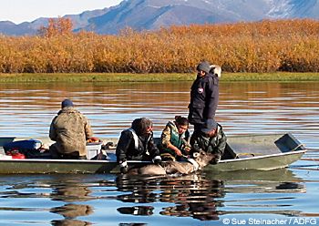 Students and biologists work as a caribou collaring team