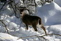 Heavy snows and cold winters in recent years have reduced the number of deer in northern Southeast Alaska Phil Mooney Photo