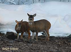 Northern and eastern Admiralty and Chichagof islands were hard hit in recent winters but deer persist in localized pockets The aspect of the habitat is important LaVern Beier photo