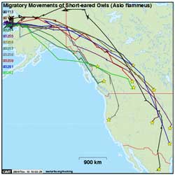 The migration routes of about a dozen owls tagged near Nome For more complete maps see httpwwwseaturtleorgtrackingprojectid419