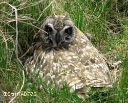 A shorteared owl on a nest on the Seward Peninsula in June Photo by Nathan Graff