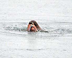 A Steller sea lion holds a giant North Pacific Octopus in its mouth and prepares to dismember it The octopus was estimated at about 25 pounds Staci Augustus photo