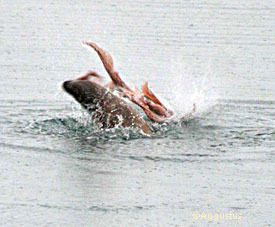 The sea lion appears to pull an arm off the octopus Staci Augustus photo
