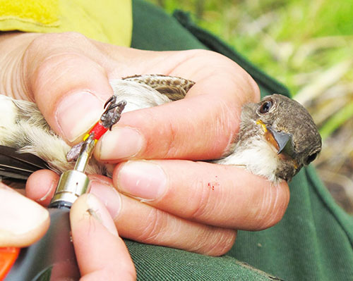 A biologist seals the ends of plastic leg bands that are uniquely color coded to the individual This enables biologists to identify individuals when they return and continue to resight them over the years  Resight data helps us estimate rates of adult mortality ADFampG photo