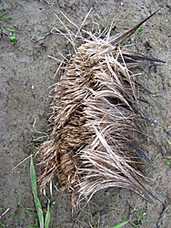Moose hair cut by wolf carnasials a kill is nearby  Hair is another type of animal sign like tracks