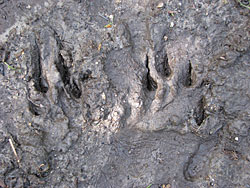 Hare tracks in mud  Notice the Jshape  Photo by Mike Taras ADFampG