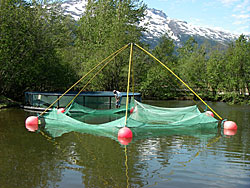 Net pen holding king salmon smolt in freshwater pond for imprinting at Pullen Pond in Skagway Alaska Photo by Rich ChapellADFampG