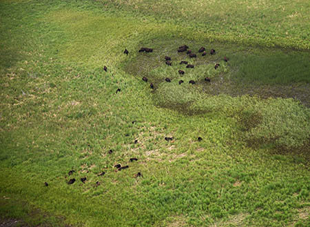 Bison during the spring 2020 survey The lansdscape of the Lower Yukon River and Innoko River confluence is characterized by open grass and sedge meadows Photo by Jen Curl