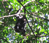 A wild chimp in Kibale National Forest Preserve in Africa Photo by Nancy Long