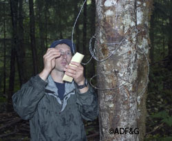 The author removes a hair sample from the snare Hair snares are one of several tools biologists are using to learn more about black bears