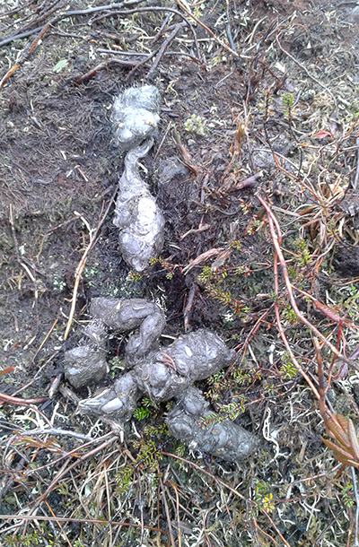 Wolf scat Photo by Michael Kohan