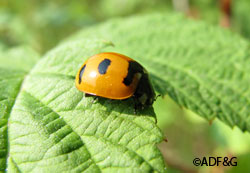 During a Bioblitz naturalists biologists and citizen scientists attempt to catalogue all the insects invertebrates  mammals birds plants fungi and lichens in a defined area