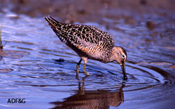 Birds such as this bartailed godwit will be identified and catalogued by Bioblitz teams on the coast Teams will explore the alpine forest beach tidal and subtidal zones for life