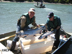 Example of the size difference between Chinook and sockeye salmon  Photographer Debby Burwen