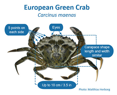 emFigure 4 Key physical characteristics of the European green crab MHerborgem