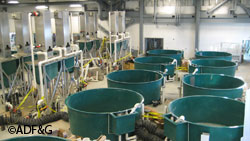 A look inside the new hatchery