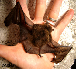 Bats are not rodents but belong to the order chiroptera which means hand wing The bats wing is like a modified hand with the wing membrane spread between the fingers