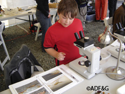 Cedar Miles looks at aquatic invertebrates at BioBlitz Photo by Riley WoodfordADFampG
