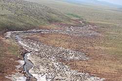 A look at the Western Arctic herd Caribou in the Western Arctic Herd are photographed from the air using a large format camera not this image and then counted off the photographs Photo by Geoff Carroll