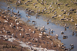 Caribou are counted in summer when they form large aggregations Photo by Geoff Carroll