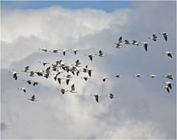 There are 32 State Refuges Critical Habitat Areas and Sanctuaries across Alaska in the program visited by hundreds of thousands of people each year