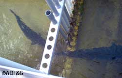 Anchor River coho heading upstream to spawn