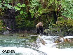 Bear experts urge people to use caution and common sense to avoid bear encounters and if needed to use bear spray as a nonlethal deterrent or firearms as a lethal deterrent Neil Barten Photo