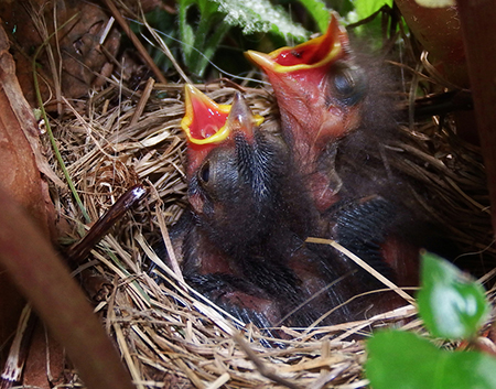Baby juncos These nestlings are begging for food but in a few weeks they will be fledglings learning to catch their own food Photo by Linda Shaw