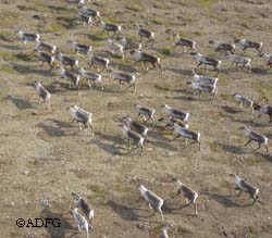 Reindeer are domestic cousins to caribou There are about 18000 reindeer in Alaska and about 12000 of those are on the Seward Peninsula