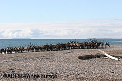 Reindeer on the beach near Nome Anne SuttonADFampG