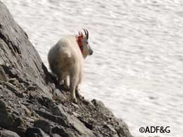 A collared goat walks away after the reversal drug is administered New GPS units will record the animals location every six hours for up to four years