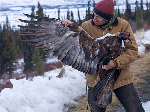 Wildlife Biologist Travis Booms with an eagle before release Photo by Caitlin Davis