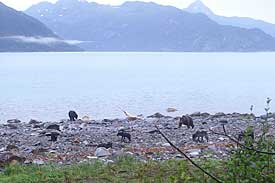 Two brown bears and seven wolves  parents with pups of the year  cooperatively feed on a dead humpback whale in Glacier Bay The whale is at the tideline in this photo  Both timelapse and motiontriggered cameras were used to capture images