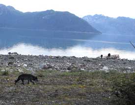 A wolf approaches the whale carcass at the tide line Two brown bears are already at work joined by ravens