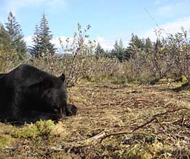 A black bear feeds on a carcass left by hunters on the Gustavus forelands captured by a motiontriggered camera