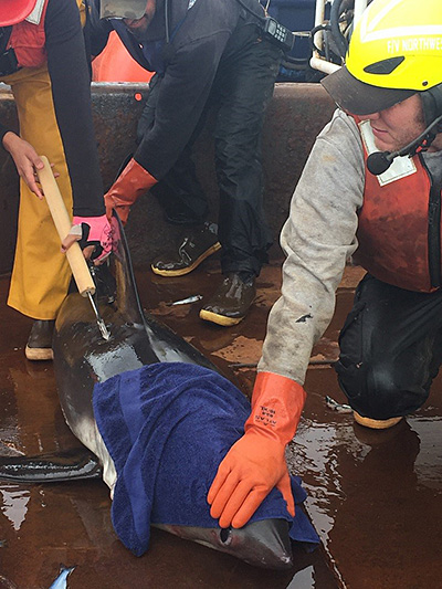 A wet towel helps calm a salmon shark and keep it wet during tagging Photo courtesy Sabrina Garcia