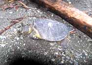A snapshot of the turtle as Diamond found it on the beach