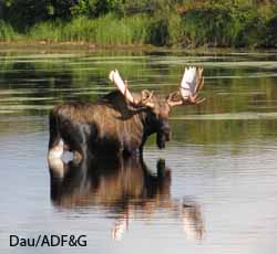 Alaskans harvest about 91 percent of the 8000 moose taken each year which provide about 35 million pounds of meat  Jim Dau photo