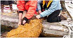 ADFampG employees pull a net encrusted with the invasive tunicate Didemnum vexillum ADFampG photo