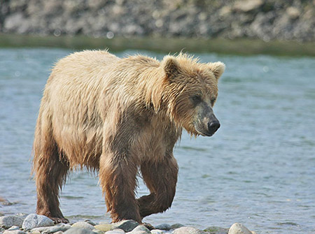 A McNeil River brown bear ADFampG photo