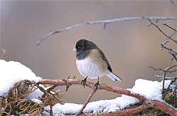A darkeyed junco formerly known as Oregon junco Juncos are sparrows and frequent bird feeders in winter