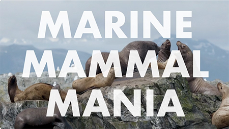 emMarine Mammal Maniaem The first episode highlights Steller sea lion research in Southeast Alaska You can click on the title at the right to watch the fiveminute video