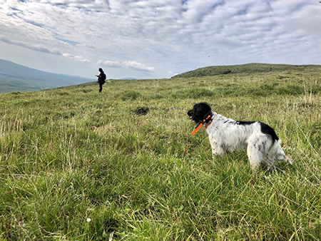 Dog on point with a volunteer recording data Unit 13 July 2021  Photo Steve Ellis volunteer