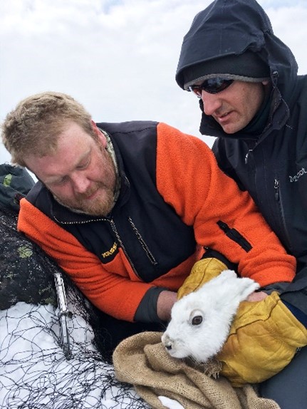 Chris and Travis tagging an Alaska Hare photo by Corey Konik