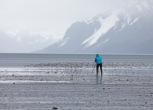 Birding during the Cordova Shorebird Festival Photo by Tim Bowman